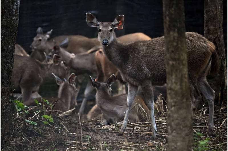 The Thai government and WWF have been breeding sambar deer and releasing them into the wild to provide tigers with prey