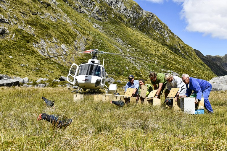 Conservation staff and local Iwi elders release ten takahe birds in the Murchison Mountains of New Zealand.