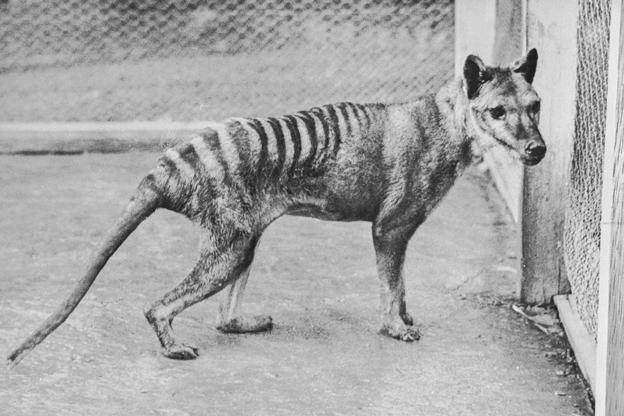 A black and white image of a dog-like animal with stripes on its hindquarters.