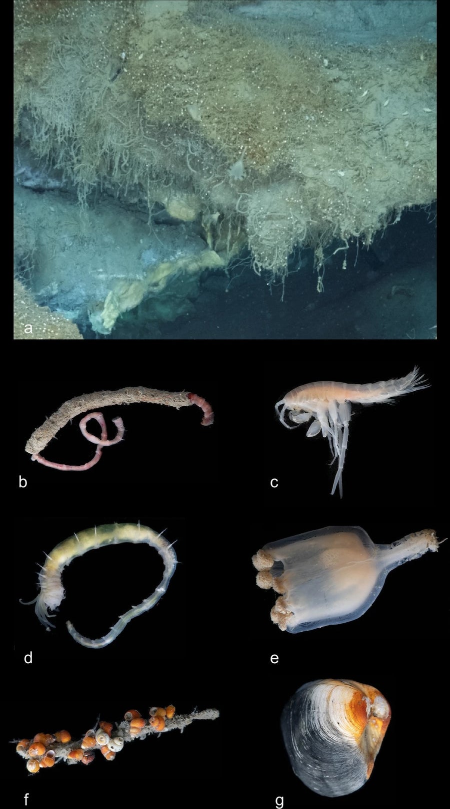 Animals found at the deep sea seep in Arctic Ocean